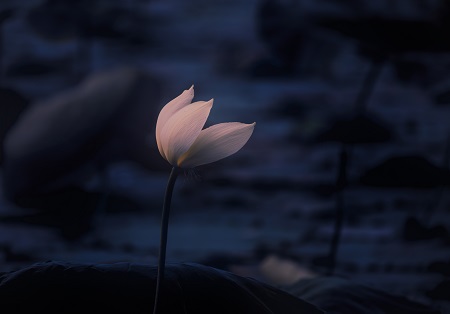 西南財(cái)經(jīng)大學(xué)MPA招生類型介紹